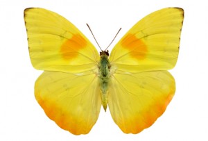 A Butterfly