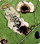 leafminer-fp