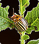potato beetle