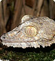 reptile