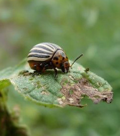 imagesimpact