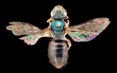Discovering Fiji’s native bees: hidden secrets in a biodiversity hotspot