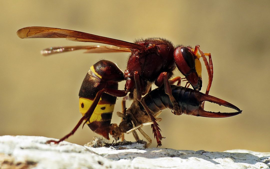 A DNA Barcoding Review of the Entomofauna of Egypt