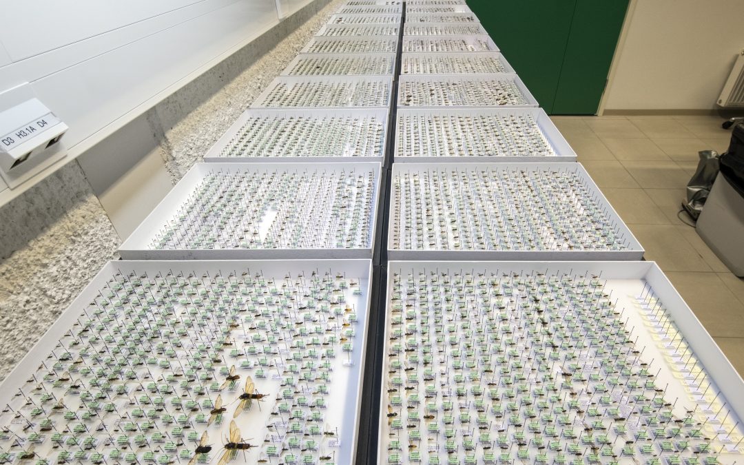 Finland Takes a Leap into the BIOSCAN Age