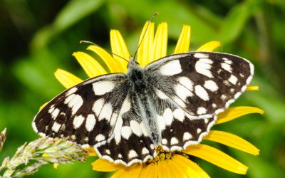 Thirteen Years of DNA Barcoding in Germany – Achievements and Prospects