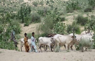University of Sindh Jamshoro Barcodes Grasshoppers in Pakistan’s Thar Desert