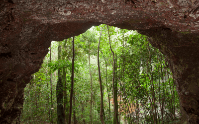 DNA Barcoding and Genomics in the Megadiverse Amazon Altitude Fields