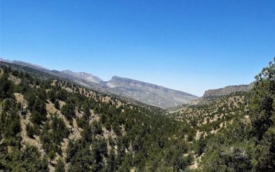 DNA Barcoding Wild Flora in Pakistan’s Forests