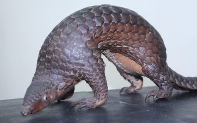 Saving the Pangolin: Philippines’ Fight Against the Illegal Wildlife Trade