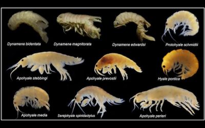 The Diversification and Evolution of Marine Invertebrates in Oceanic Islands