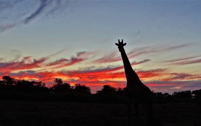 Starving for data and more: what rangers and scientists stand to learn from one another in South Africa