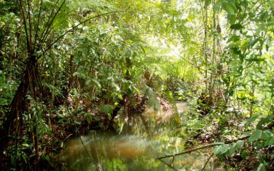 Discovering a resilient and hyperdiverse midge fly fauna in a Singaporean swamp forest