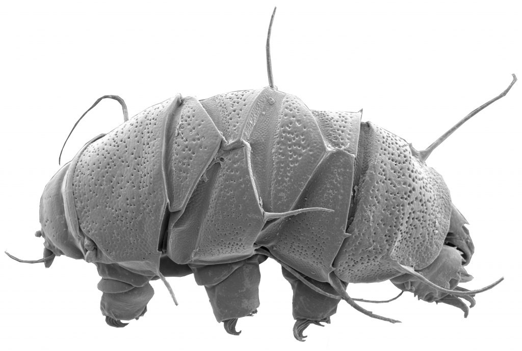 LT_Cover.transparent.Diploechiniscus