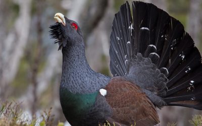 Reconstructing the diet of an elusive wood grouse (western capercaillies) using metagenomics
