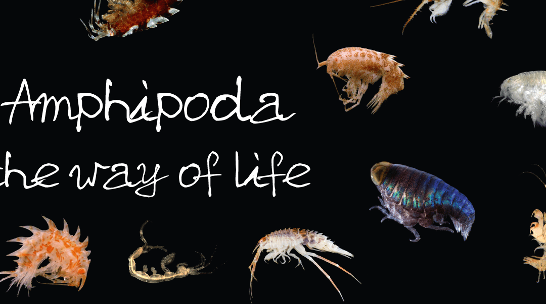 Fifty years of amphipod meetings and counting!