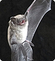 brownbat