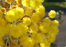 wattle wattle