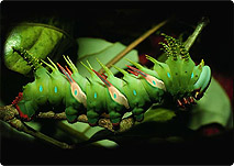 greenspiny