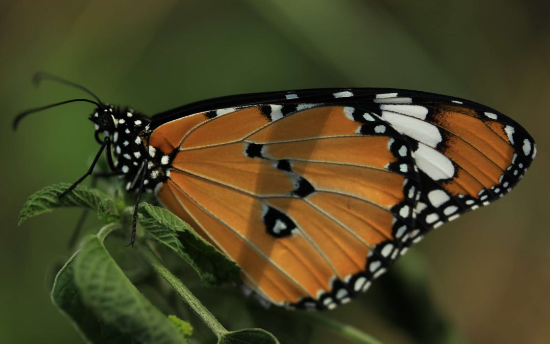 iBOL Invites You to #illuminateBiodiversity for Earth Day