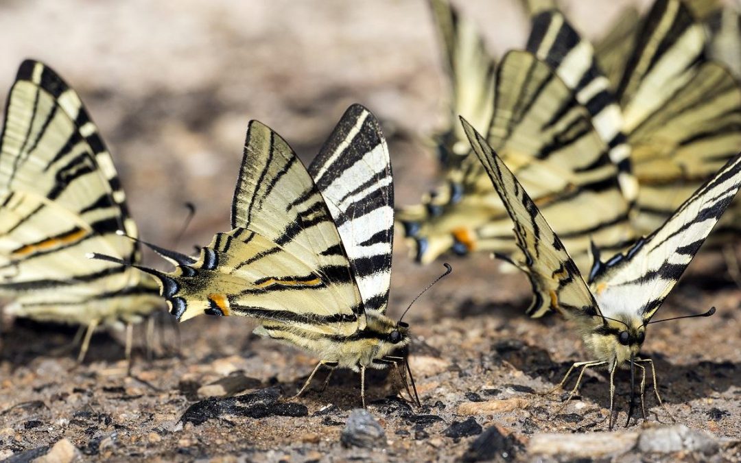 Finnish workshop:DNA based species identification