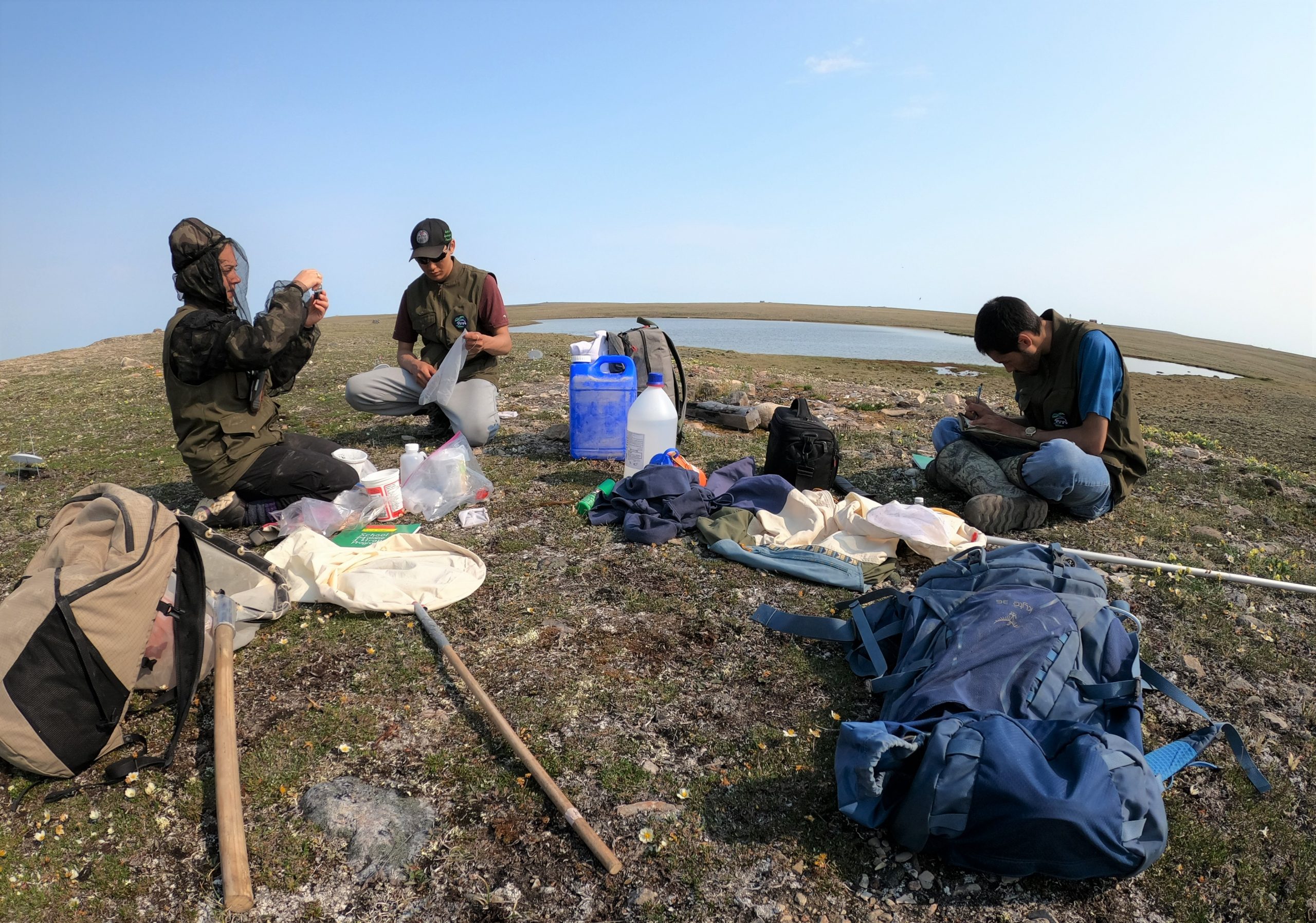 Three Arctic BIOSCAN field technicians sort samples collected in the field at Gjoa Haven, Nunavut.