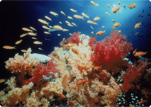 fish fish