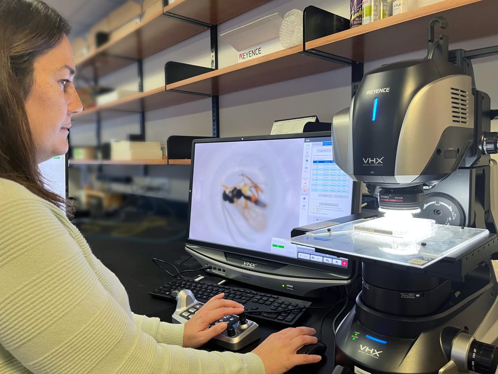 Researcher using high-powered microscope to photograph specimens.