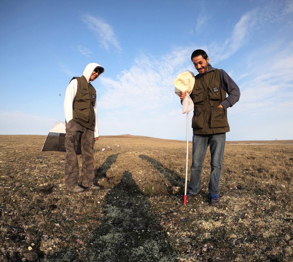 Two young men standing in an Arctic field in front of a Malaise trap, wearing vests and preparing to collect insect specimens.